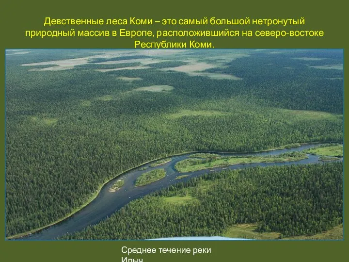 Девственные леса Коми – это самый большой нетронутый природный массив в