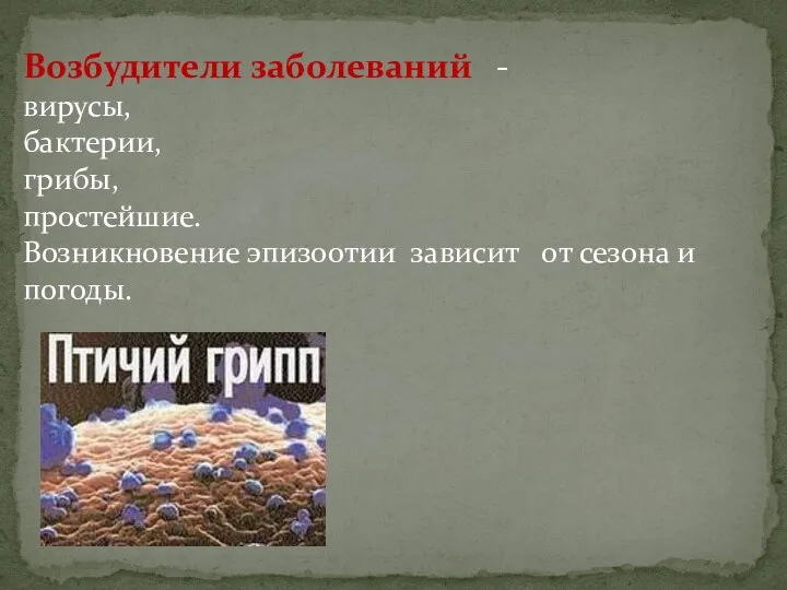 Возбудители заболеваний - вирусы, бактерии, грибы, простейшие. Возникновение эпизоотии зависит от сезона и погоды.