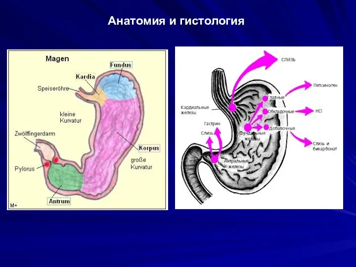 Анатомия и гистология