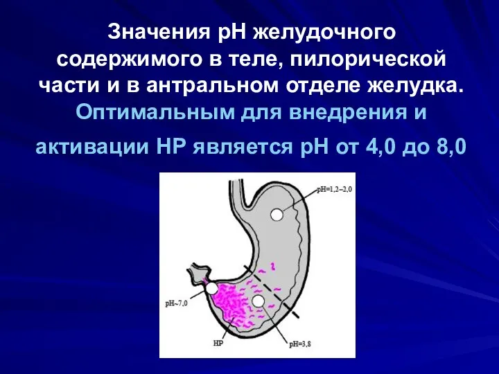 Значения рН желудочного содержимого в теле, пилорической части и в антральном