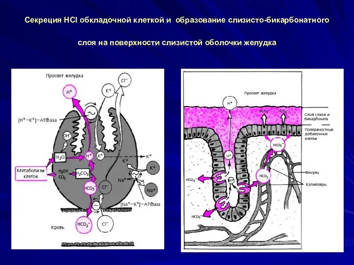 Секреция HCl обкладочной клеткой и образование слизисто-бикарбонатного слоя на поверхности слизистой оболочки желудка