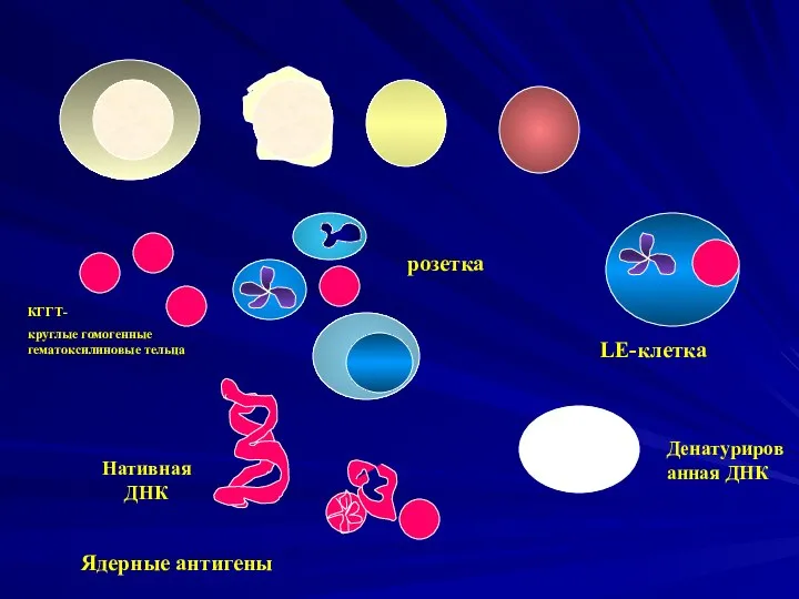 LE-клетка КГГТ- круглые гомогенные гематоксилиновые тельца розетка Денатурированная ДНК Нативная ДНК Ядерные антигены