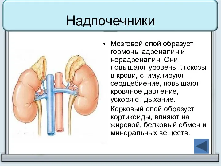 Надпочечники Мозговой слой образует гормоны адреналин и норадреналин. Они повышают уровень