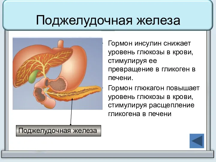 Поджелудочная железа Гормон инсулин снижает уровень глюкозы в крови, стимулируя ее