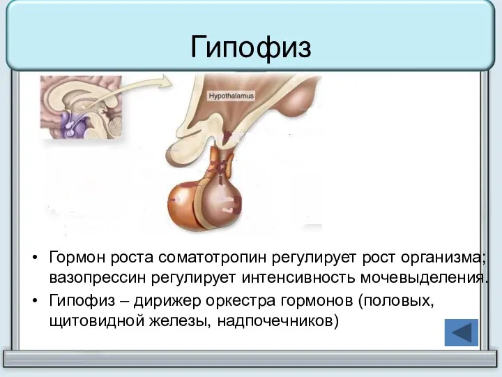 Гипофиз Гормон роста соматотропин регулирует рост организма; вазопрессин регулирует интенсивность мочевыделения.