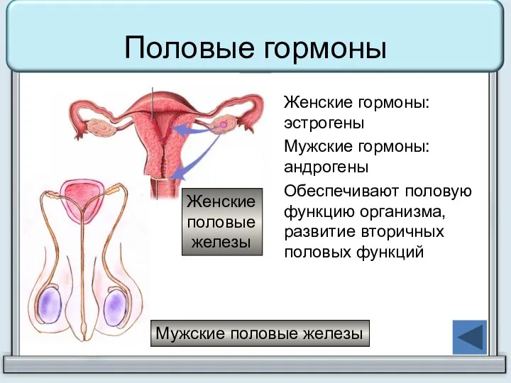 Половые гормоны Женские гормоны: эстрогены Мужские гормоны: андрогены Обеспечивают половую функцию