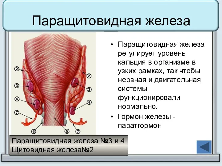 Паращитовидная железа Паращитовидная железа регулирует уровень кальция в организме в узких