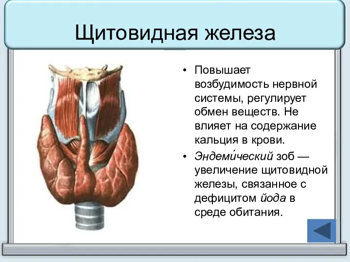 Щитовидная железа Повышает возбудимость нервной системы, регулирует обмен веществ. Не влияет