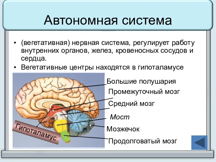 Автономная система (вегетативная) нервная система, регулирует работу внутренних органов, желез, кровеносных