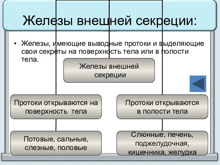 Железы внешней секреции: Железы, имеющие выводные протоки и выделяющие свои секреты