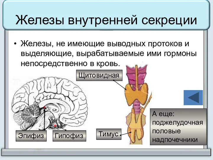 Железы внутренней секреции Железы, не имеющие выводных протоков и выделяющие, вырабатываемые