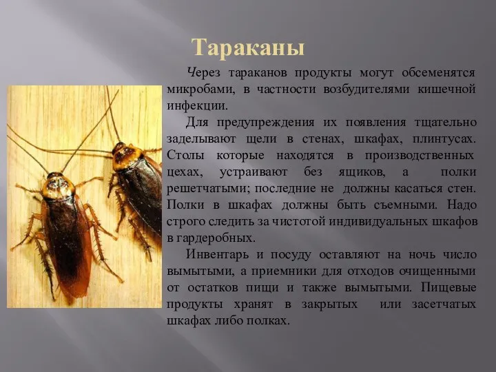 Тараканы Через тараканов продукты могут обсеменятся микробами, в частности возбудителями кишечной