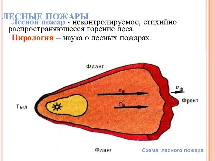 ЛЕСНЫЕ ПОЖАРЫ Лесной пожар - неконтролируемое, стихийно распространяющееся горение леса. Пирология