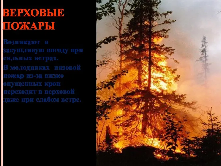 ВЕРХОВЫЕ ПОЖАРЫ Возникают в засушливую погоду при сильных ветрах. В молодняках