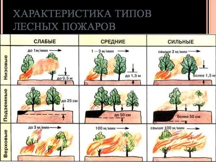 ХАРАКТЕРИСТИКА ТИПОВ ЛЕСНЫХ ПОЖАРОВ