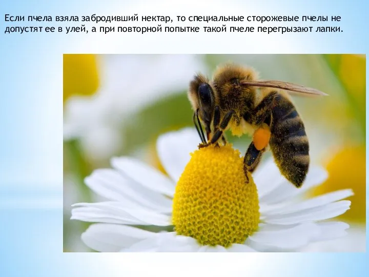 Если пчела взяла забродивший нектар, то специальные сторожевые пчелы не допустят