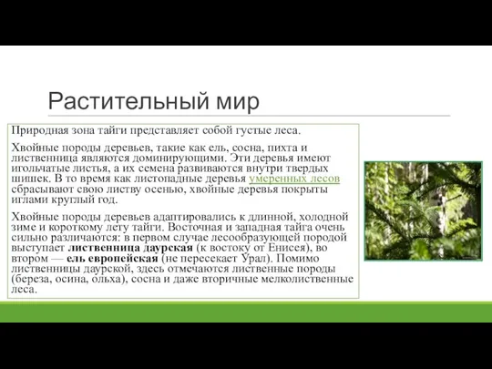 Растительный мир Природная зона тайги представляет собой густые леса. Хвойные породы