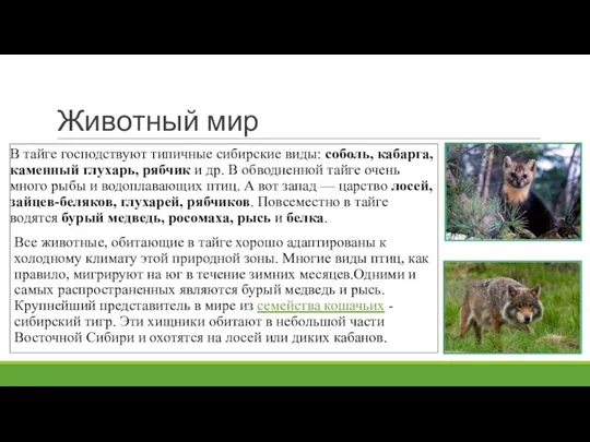 Животный мир В тайге господствуют типичные сибирские виды: соболь, кабарга, каменный