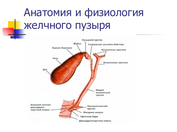 Анатомия и физиология желчного пузыря