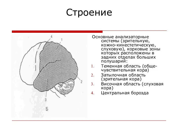 Строение Основные анализаторные системы (зрительную, кожно-кинестетическую, слуховую), корковые зоны которых расположены