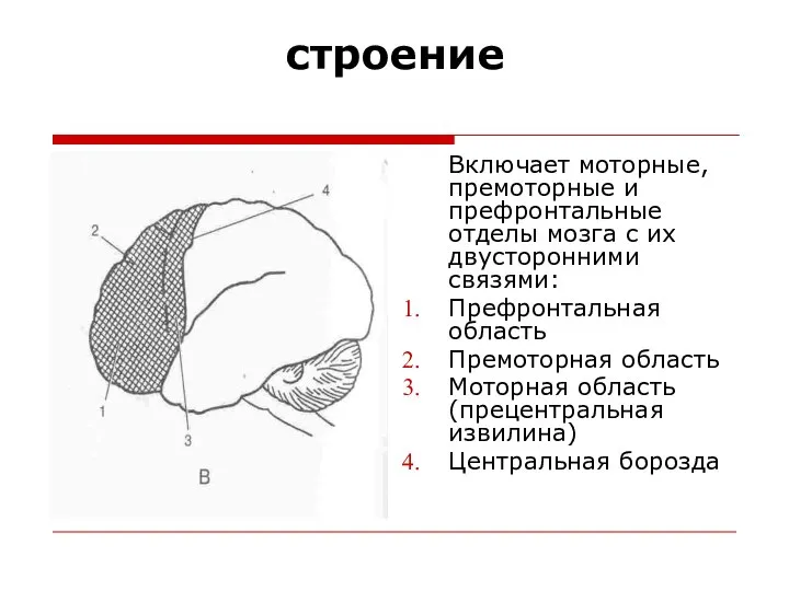 строение Включает моторные, премоторные и префронтальные отделы мозга с их двусторонними