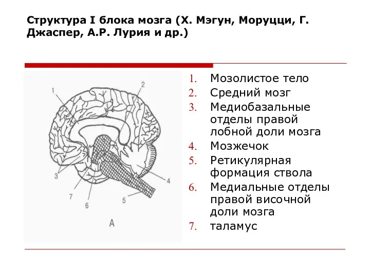 Структура I блока мозга (Х. Мэгун, Моруцци, Г. Джаспер, А.Р. Лурия