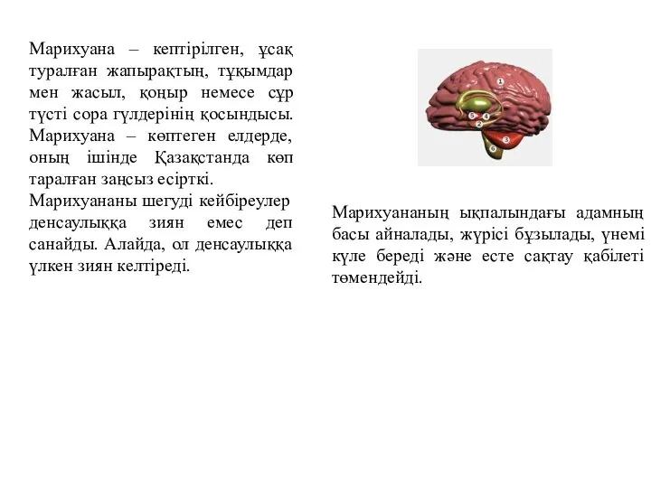 Марихуана – кептірілген, ұсақ туралған жапырақтың, тұқымдар мен жасыл, қоңыр немесе