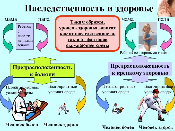 Наследственность и здоровье мама папа Ребенок с повреж- денными генами Предрасположенность