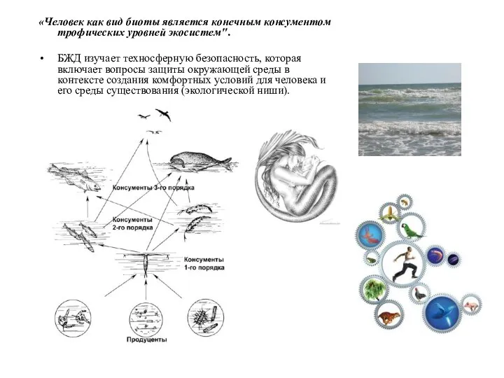 «Человек как вид биоты является конечным консументом трофических уровней экосистем". БЖД