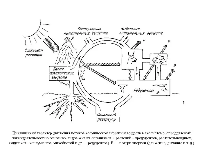 Циклический характер движения потоков космической энергии и веществ в экосистеме, определяемый