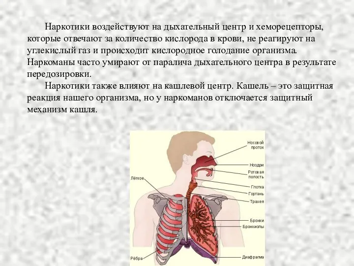 Наркотики воздействуют на дыхательный центр и хеморецепторы, которые отвечают за количество