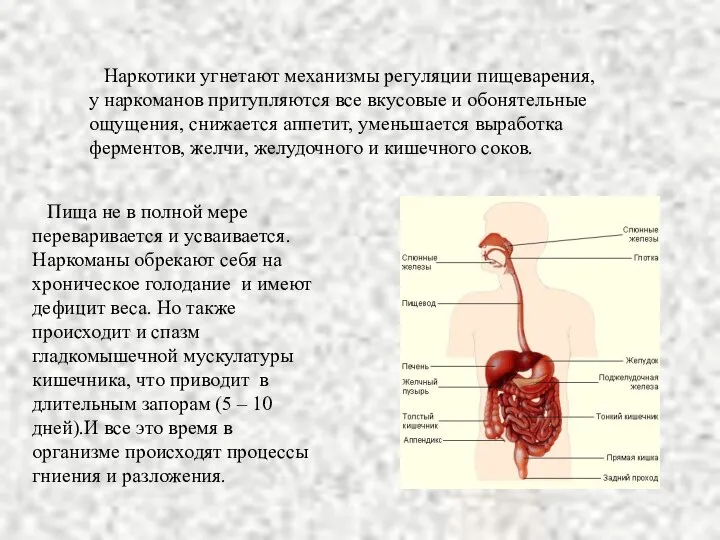 Наркотики угнетают механизмы регуляции пищеварения, у наркоманов притупляются все вкусовые и