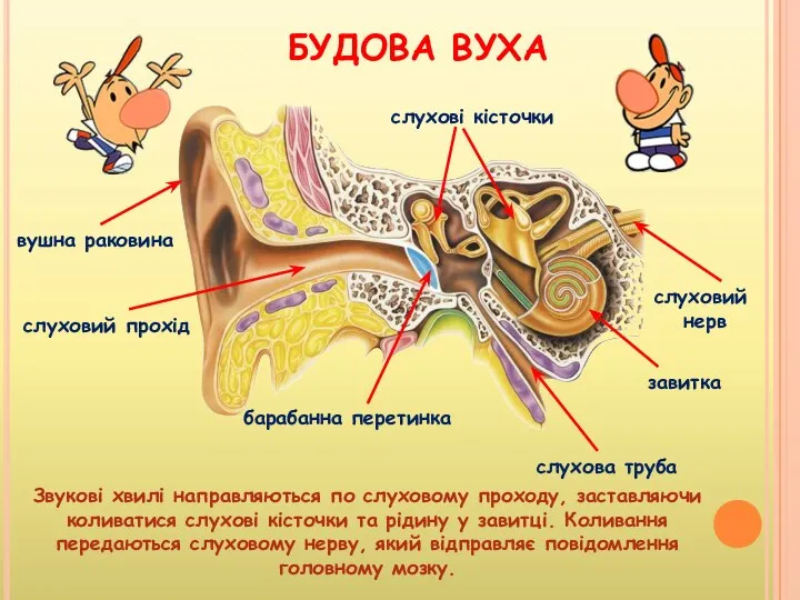 БУДОВА ВУХА вушна раковина слуховий прохід барабанна перетинка завитка слухові кісточки