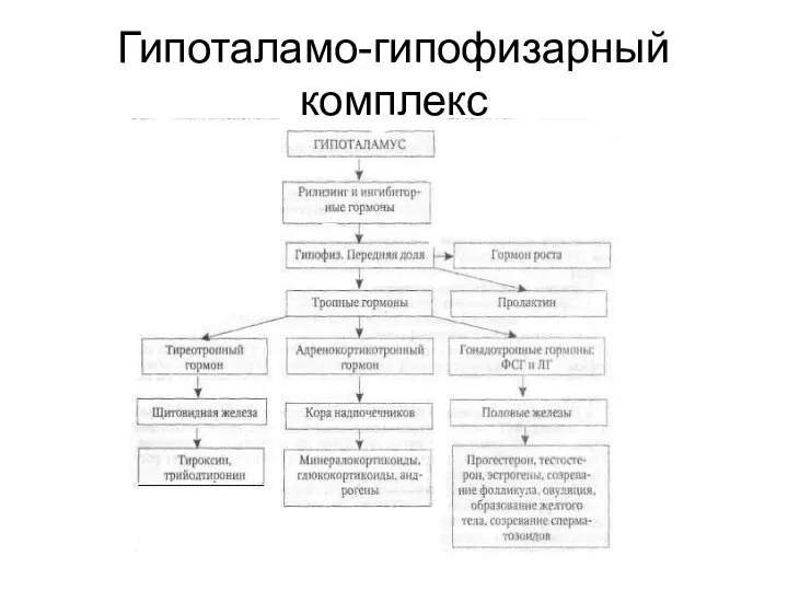 Гипоталамо-гипофизарный комплекс