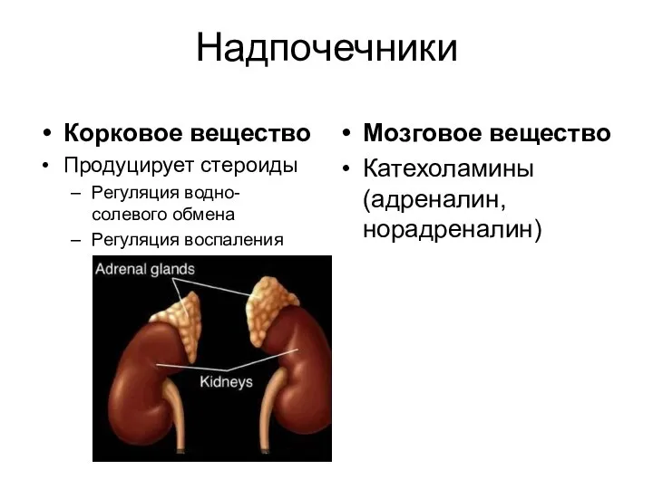 Надпочечники Корковое вещество Продуцирует стероиды Регуляция водно-солевого обмена Регуляция воспаления Мозговое вещество Катехоламины (адреналин, норадреналин)