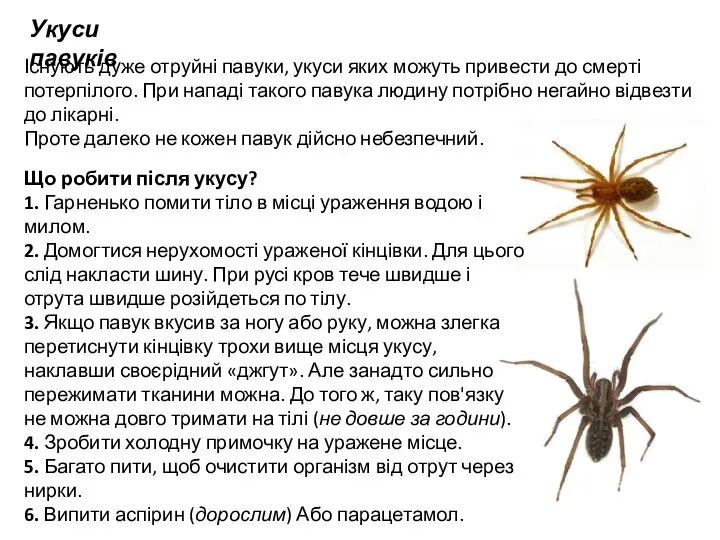 Укуси павуків Існують дуже отруйні павуки, укуси яких можуть привести до