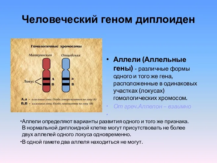 Человеческий геном диплоиден Аллели (Аллельные гены) - различные формы одного и