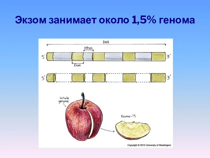 Экзом занимает около 1,5% генома