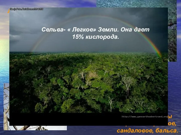 Леса – сокровище Бразилии. Лесистость территории- 65% 5 млн. видов растений