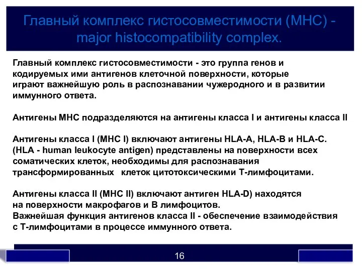 Главный комплекс гистосовместимости (МНС) - major histocompatibility complex. Главный комплекс гистосовместимости