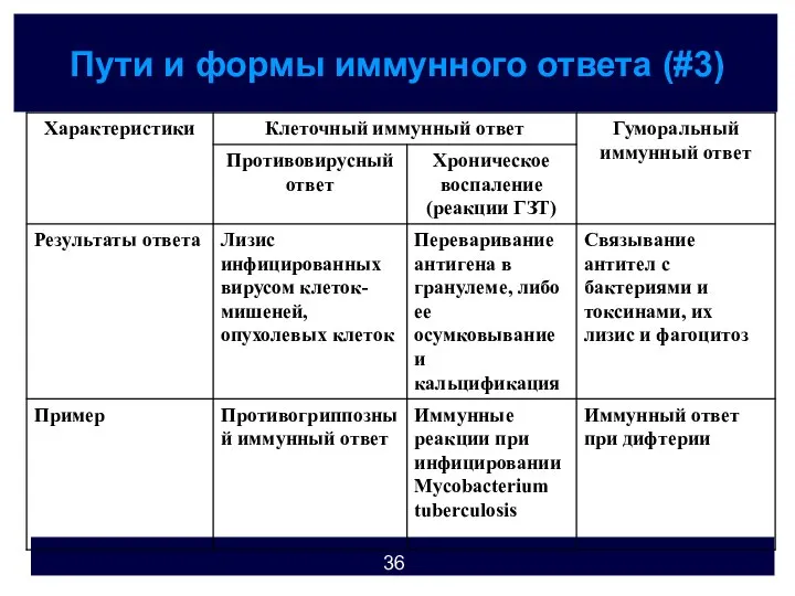 Пути и формы иммунного ответа (#3)