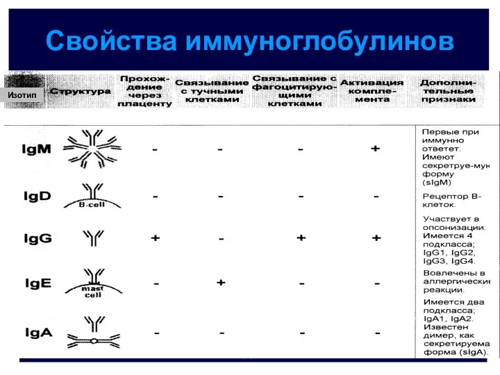 Свойства иммуноглобулинов Изотип