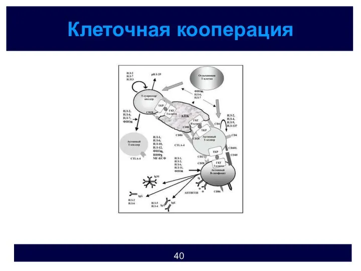 Клеточная кооперация