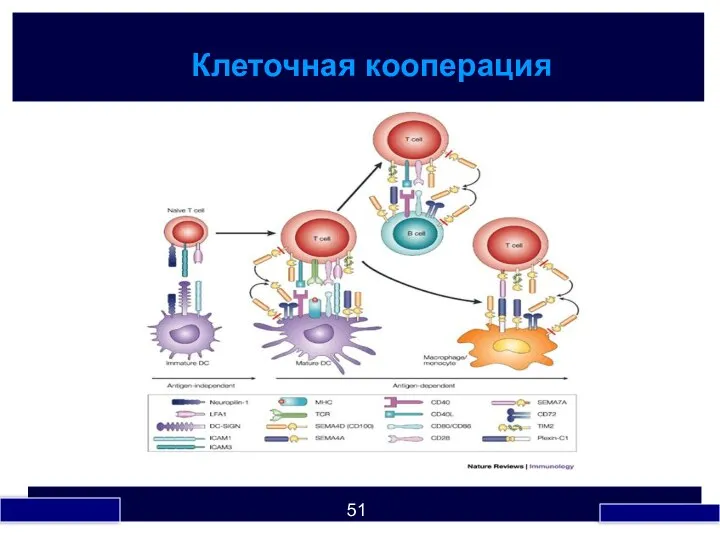 Клеточная кооперация