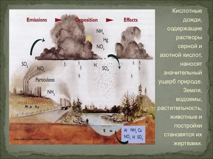 Кислотные дожди, содержащие растворы серной и азотной кислот, наносят значительный ущерб