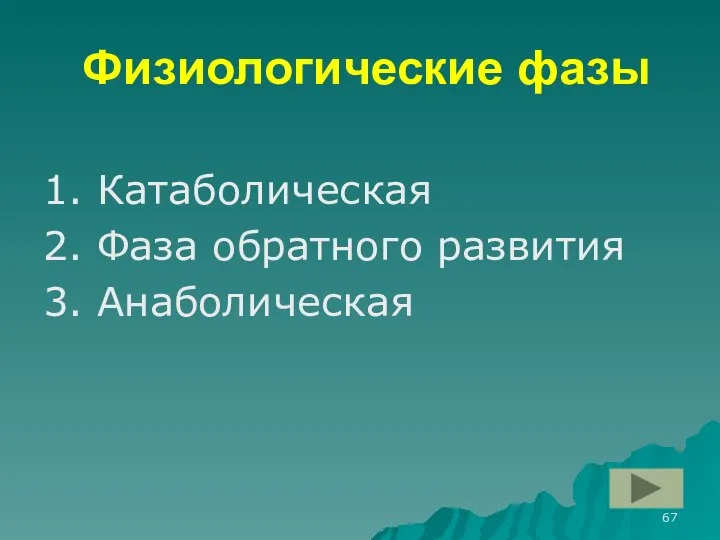 Физиологические фазы 1. Катаболическая 2. Фаза обратного развития 3. Анаболическая