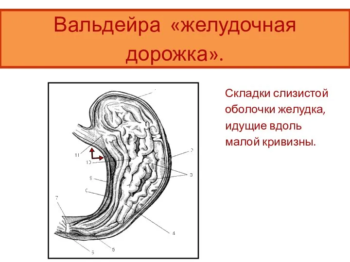 Складки слизистой оболочки желудка, идущие вдоль малой кривизны. Вальдейра «желудочная дорожка».