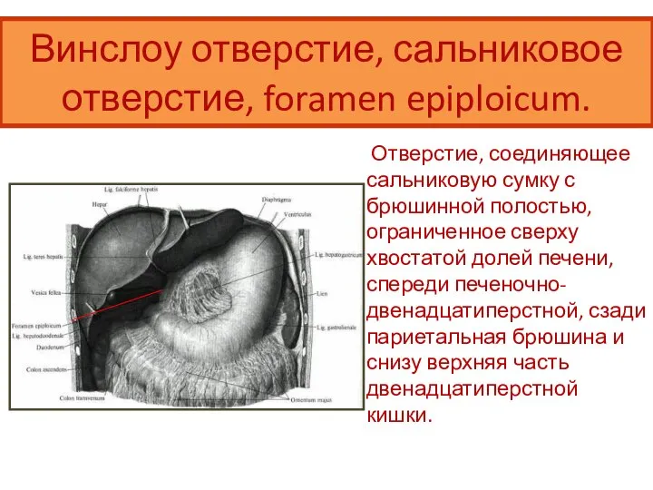 Винслоу отверстие, сальниковое отверстие, foramen epiploicum. Отверстие, соединяющее сальниковую сумку с