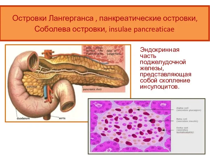 Эндокринная часть поджелудочной железы, представляющая собой скопление инсулоцитов. Островки Лангерганса ,