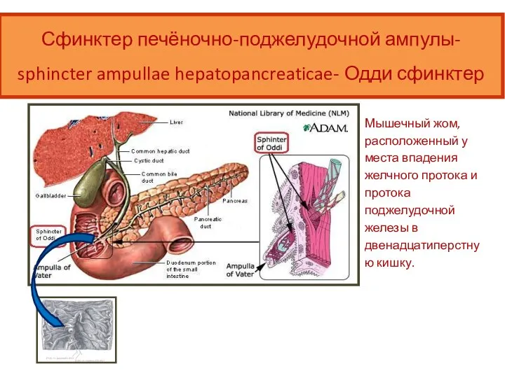 Сфинктер печёночно-поджелудочной ампулы- sphincter ampullae hepatopancreaticae- Одди сфинктер Мышечный жом, расположенный